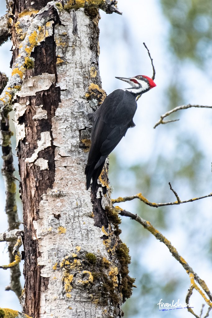 D85_2128.jpg - Pileated Woodpecker