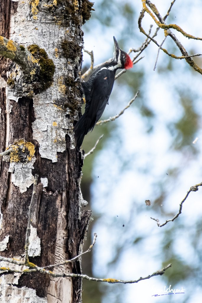 D85_2141.jpg - Pileated Woodpecker