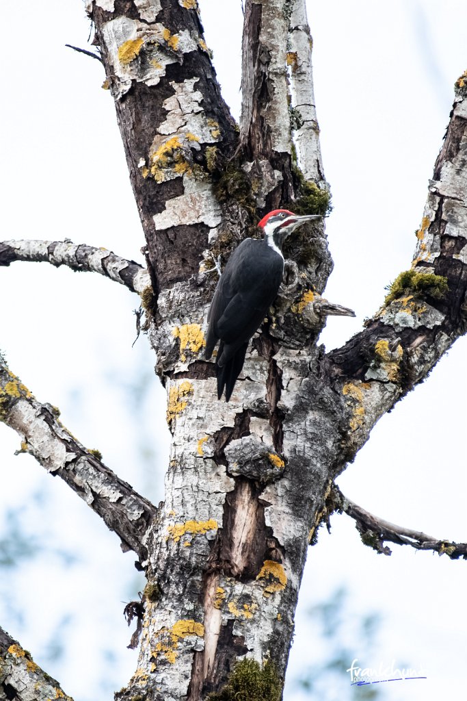 D85_2166.jpg - Pileated Woodpecker