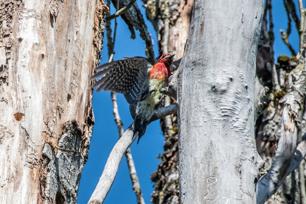 D85_4893.jpg - Red-breasted Sapsucker