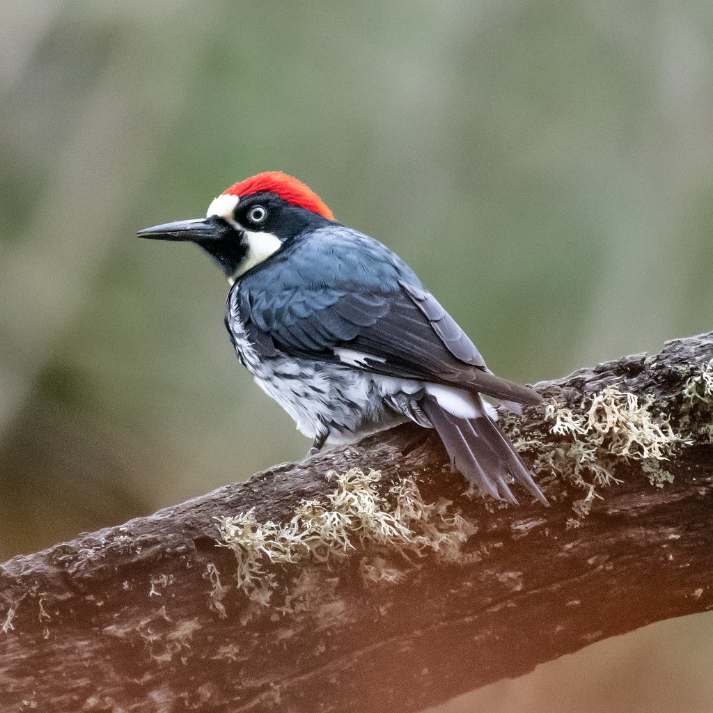 D85_5087.jpg - Acorn Woodpecker