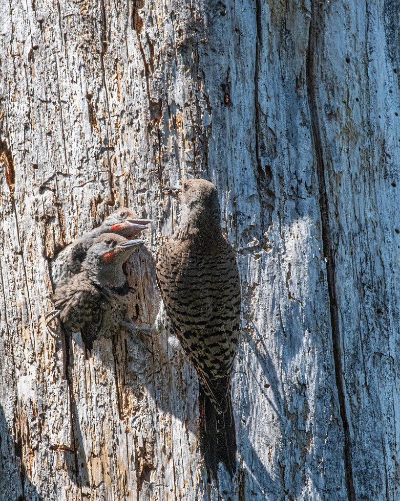 D85_5160.jpg - Northern Flicker