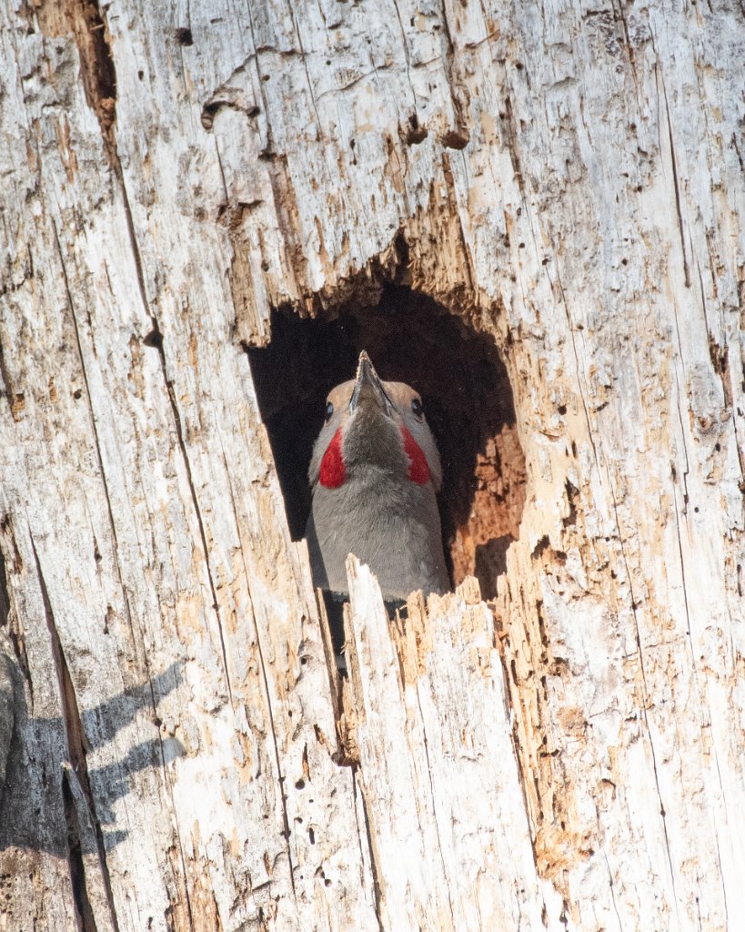 D85_5438.jpg - Northern Flicker