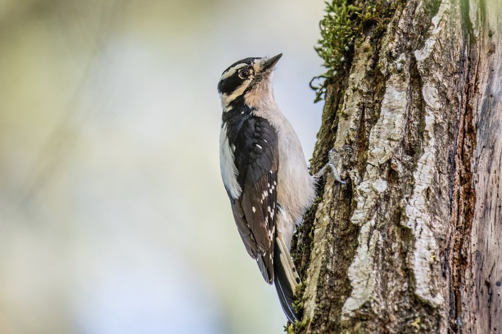 D85_5979.jpg - Downy Woodpecker