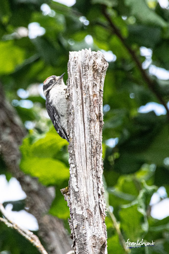 D85_6289.jpg - Downy Woodpecker