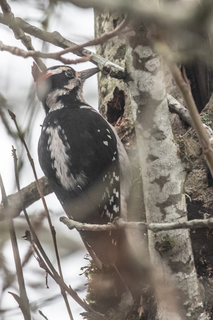 D85_6971.jpg - Hairy Woodpecker