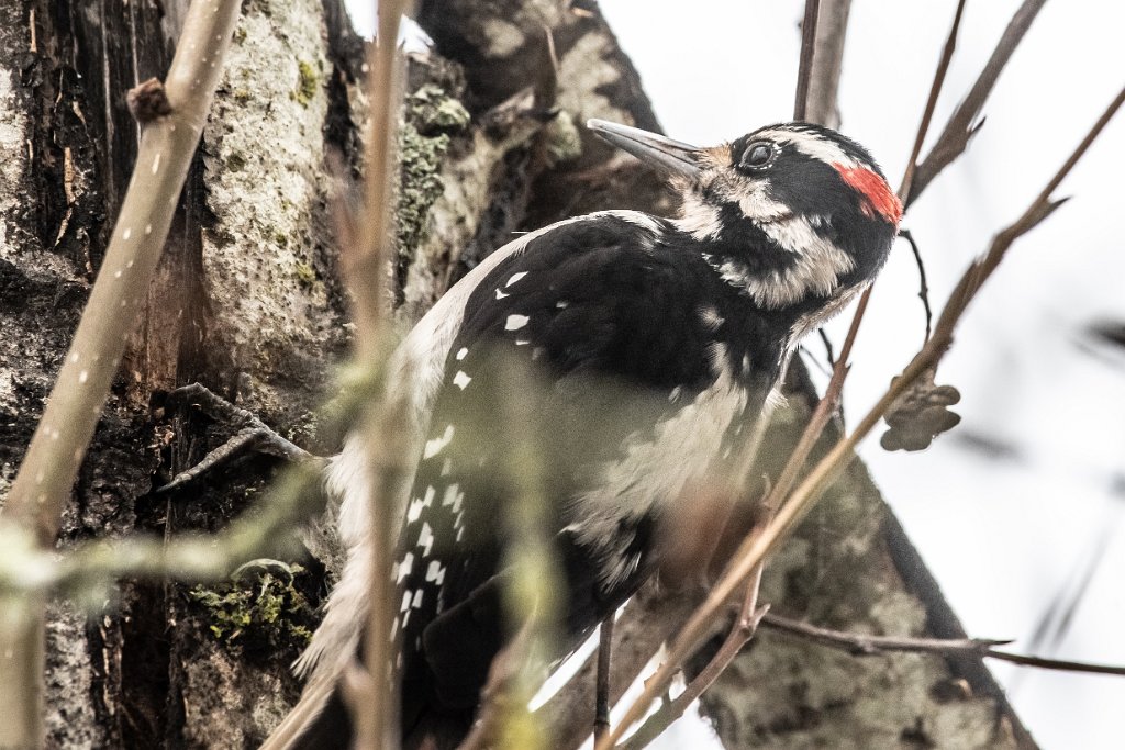 D85_6994.jpg - Hairy Woodpecker