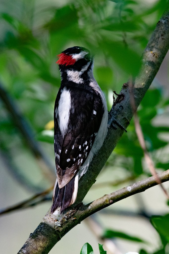 D85_7307.jpg - Downy Woodpecker