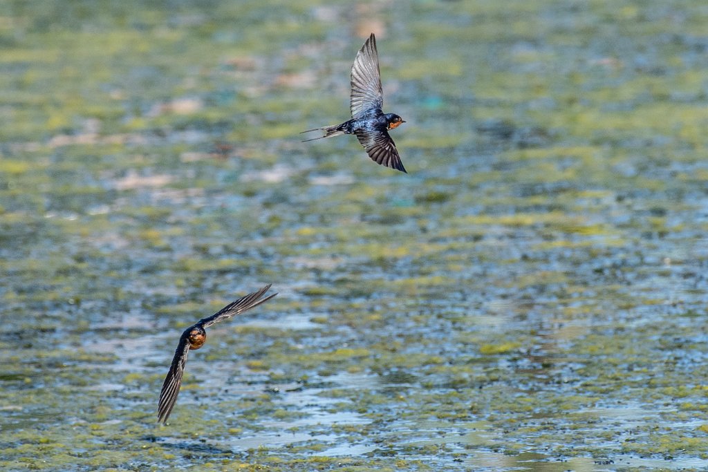 D05_0980.jpg - Barn Swallows