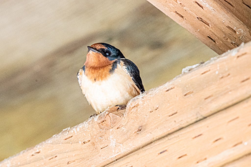 D05_2501.jpg - Barn Swallow