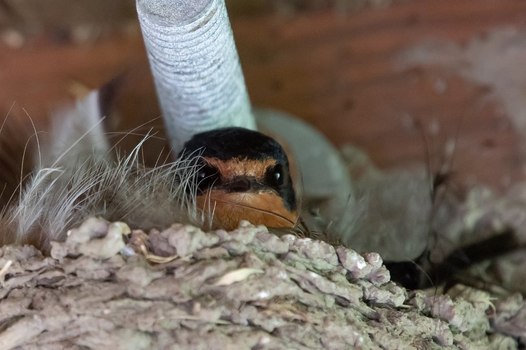 D05_4099.jpg - Barn Swallow