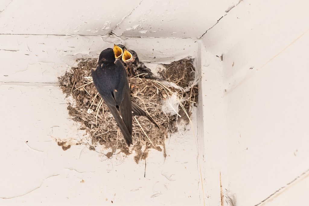 D05_4381-2.jpg - Barn Swallows