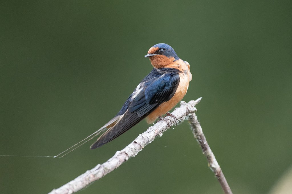 D85_3667.jpg - Barn Swallow