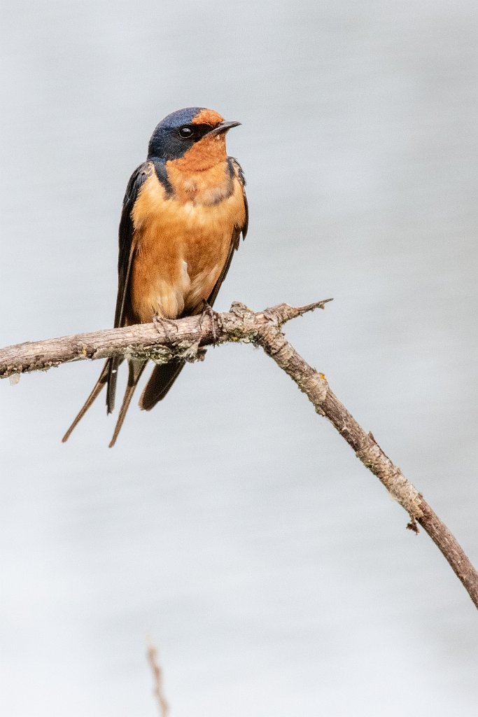 D85_3782.jpg - Barn Swallow