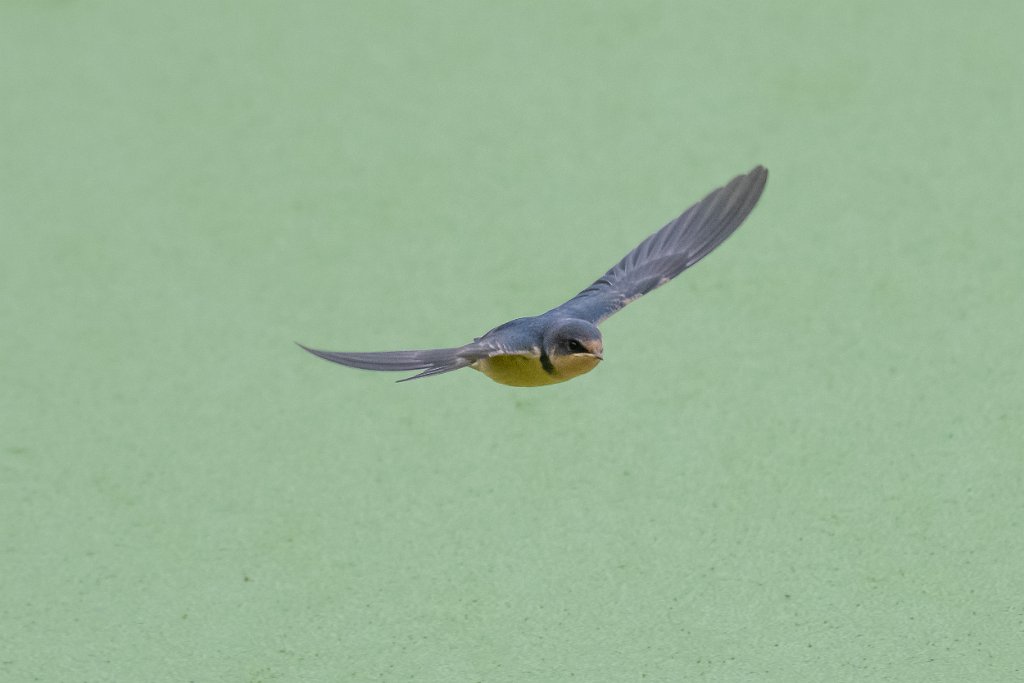 D85_4525.jpg - Barn Swallow