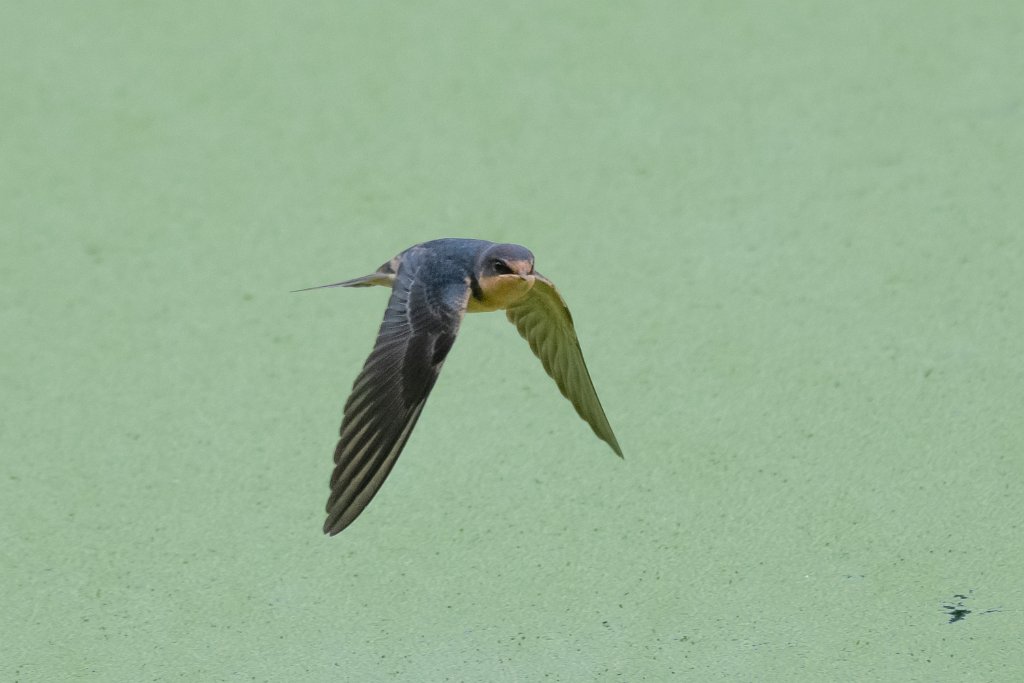 D85_4527.jpg - Barn Swallow