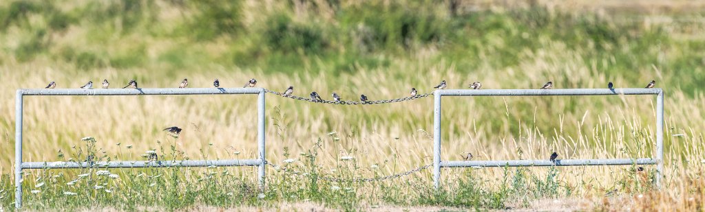 D85_4662-Pano-Edit.jpg - Barn Swallow Meeting