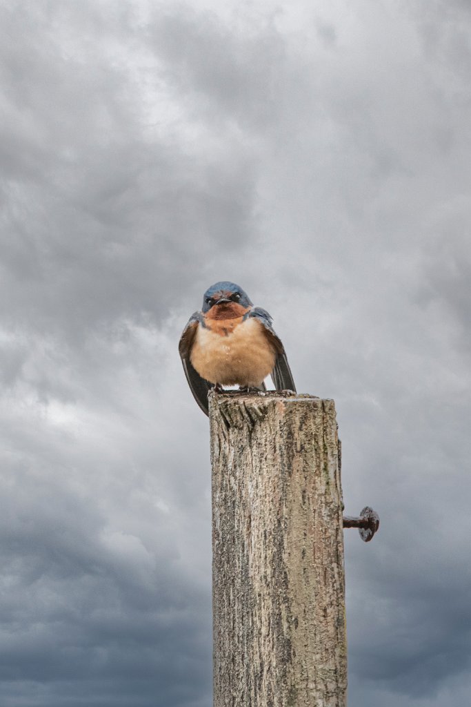 D85_7217-Edit.jpg - Barn Swallow