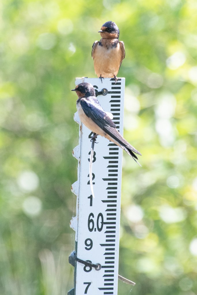 D85_8393.jpg - Barn Swallow