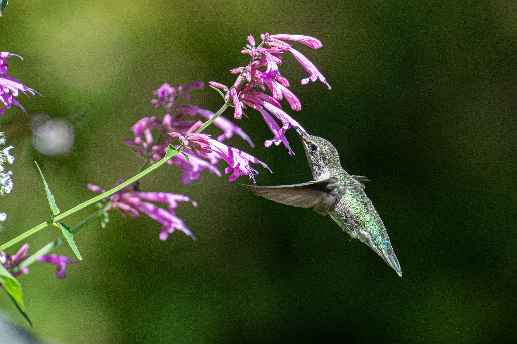 710_9488.jpg - Anna's Hummingbird