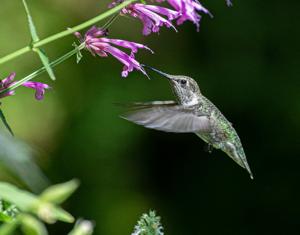 710_9493.jpg - Anna's Hummingbird