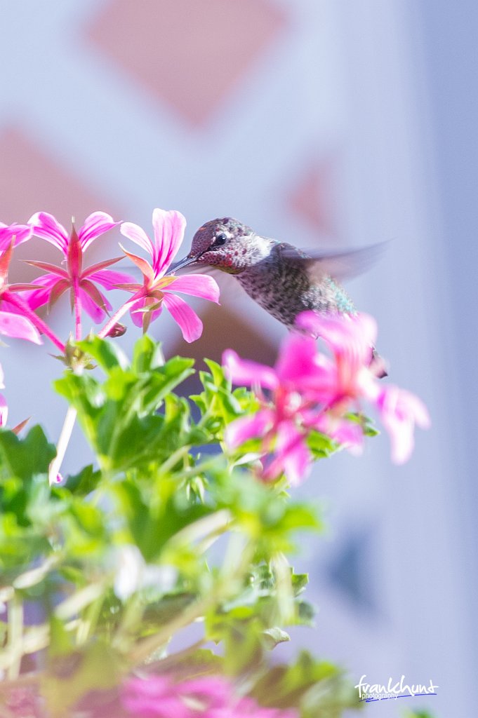 D04_5046.jpg - Anna's Hummingbird