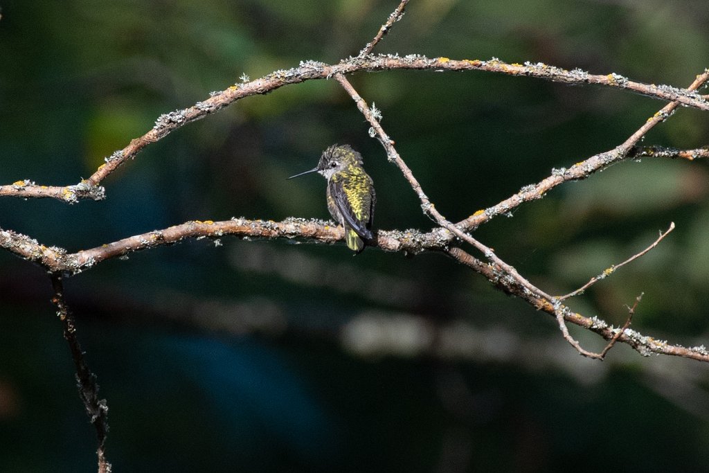 D05_0817.jpg - Calliope Hummingbird