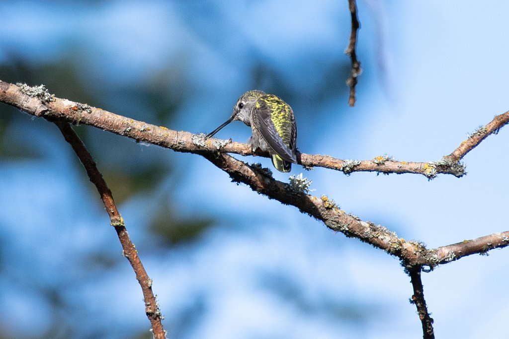 D05_0820.jpg - Caliope Hummingbird