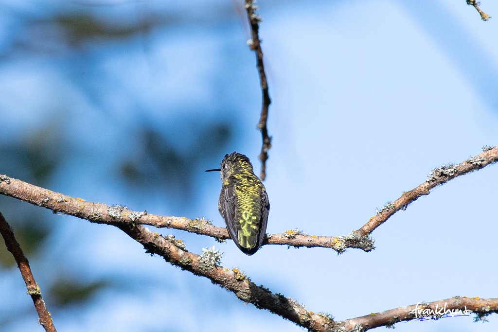 D05_0822.jpg - Calliope Hummingbird