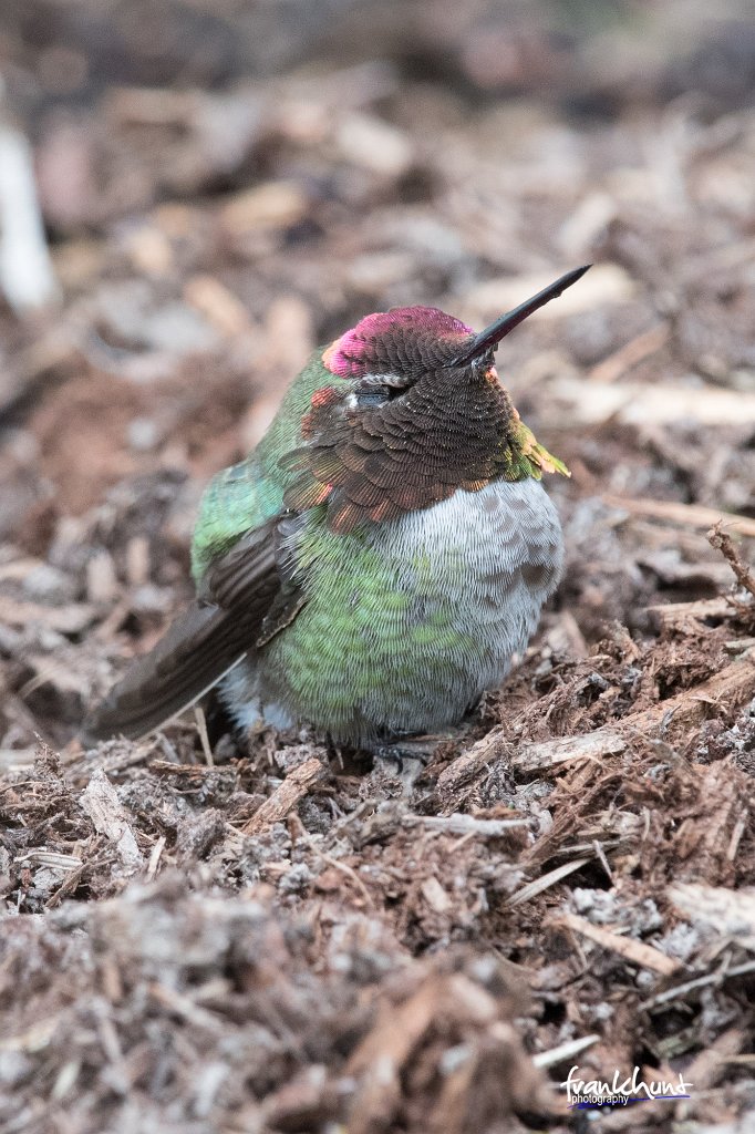 D05_2281.jpg - Anna's Hummingbird