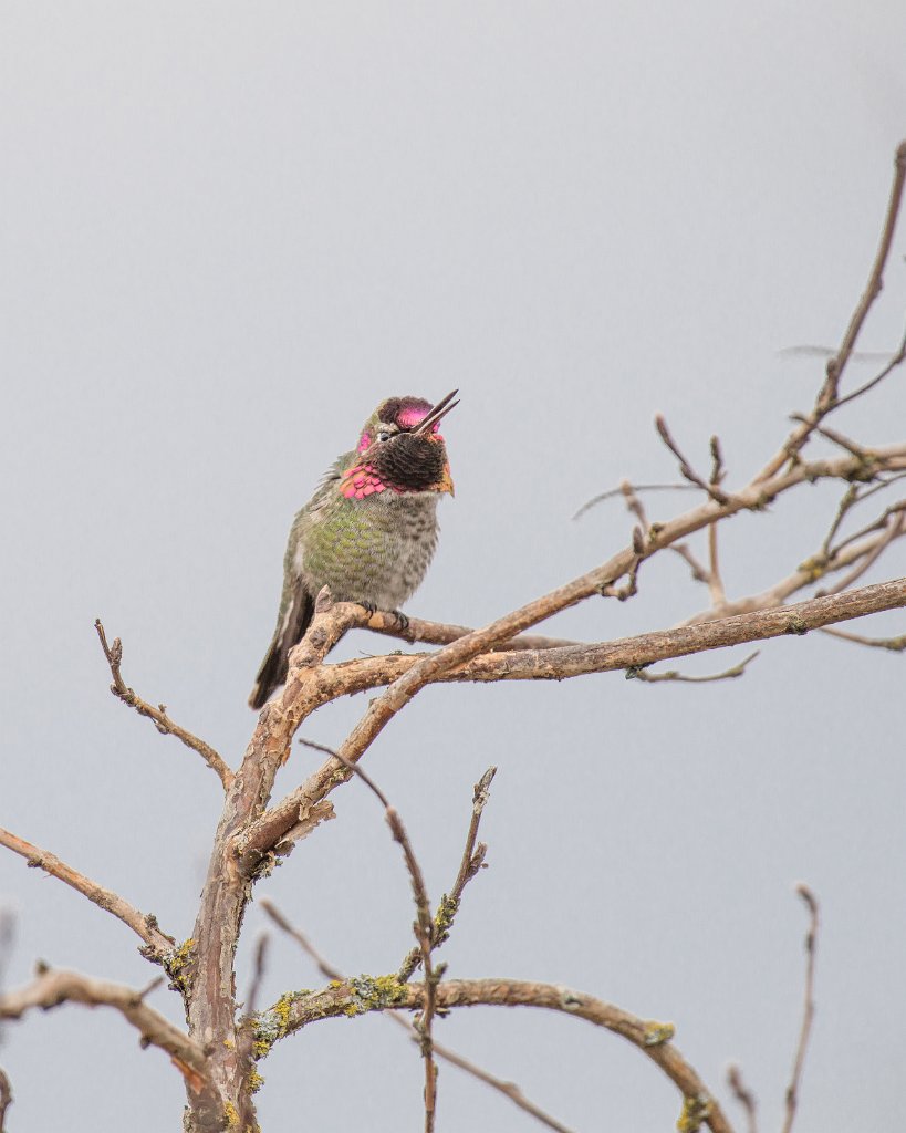 D05_6082-Enhanced.jpg - Anna's Hummingbird