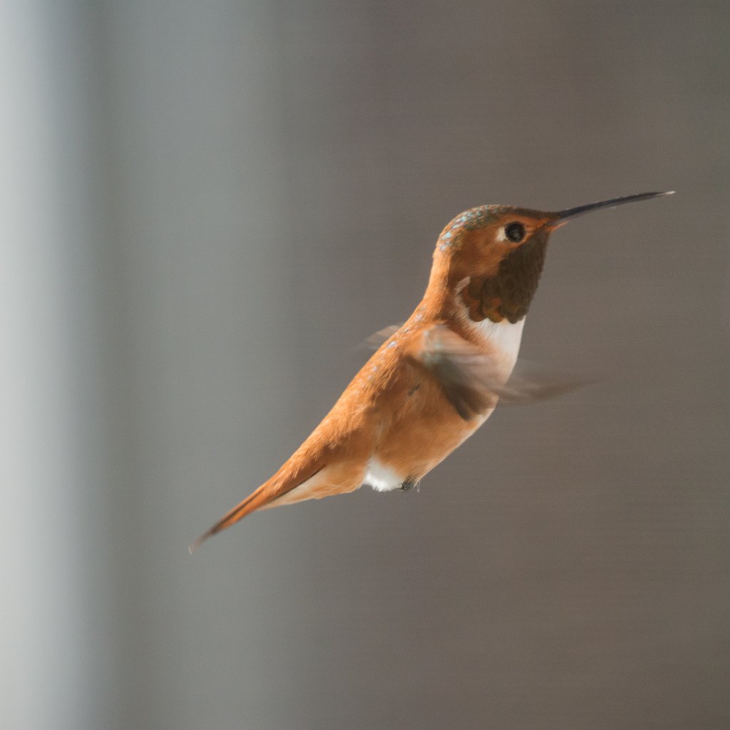 D80_9620.jpg - Rufous Hummingbird