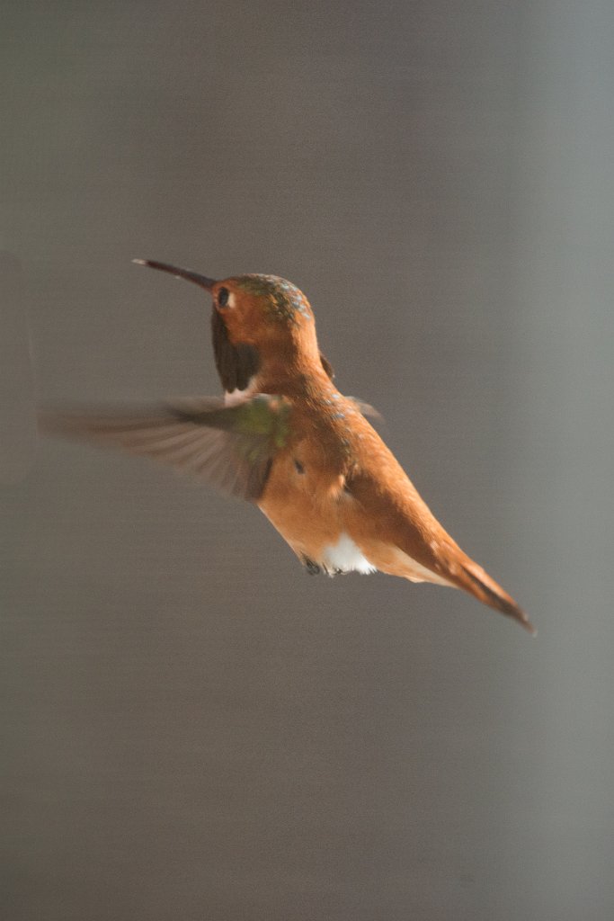 D80_9626.jpg - Rufous Hummingbird