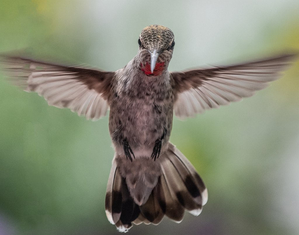 D85_2326a-.jpg - Anna's Hummingbird