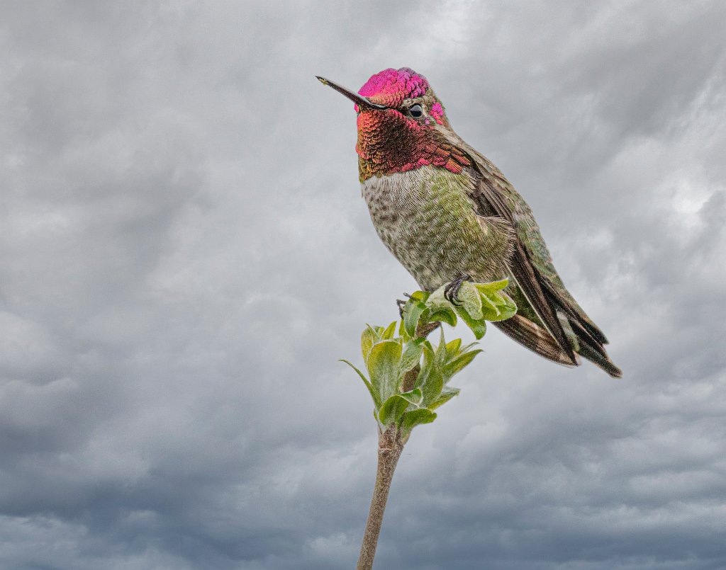 D85_4678-Enhanced.jpg - Anna's Hummingbird