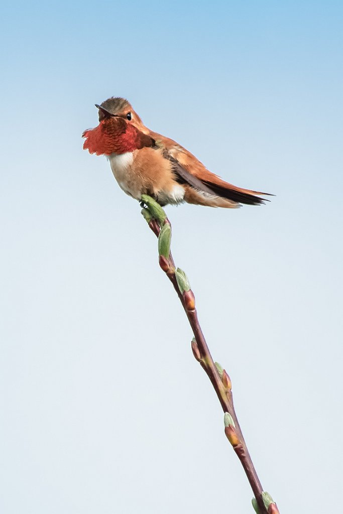 D85_4770.jpg - Rufous Hummingbird