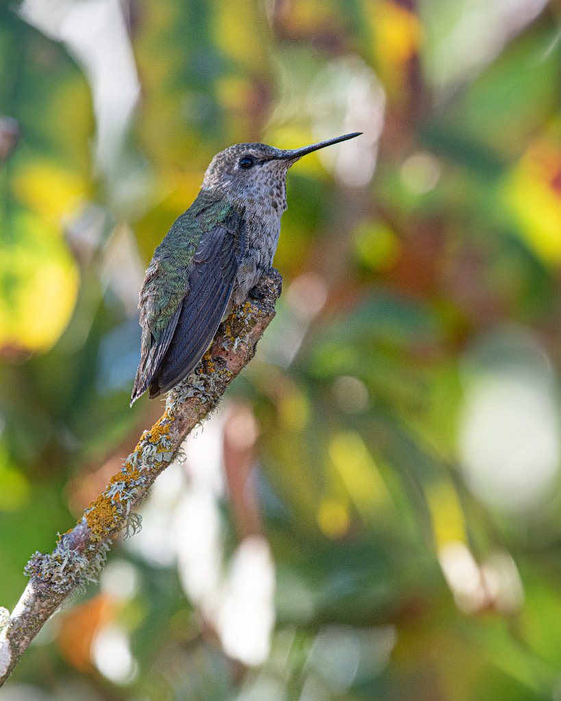 D85_7269.jpg - Anna's Hummingbird