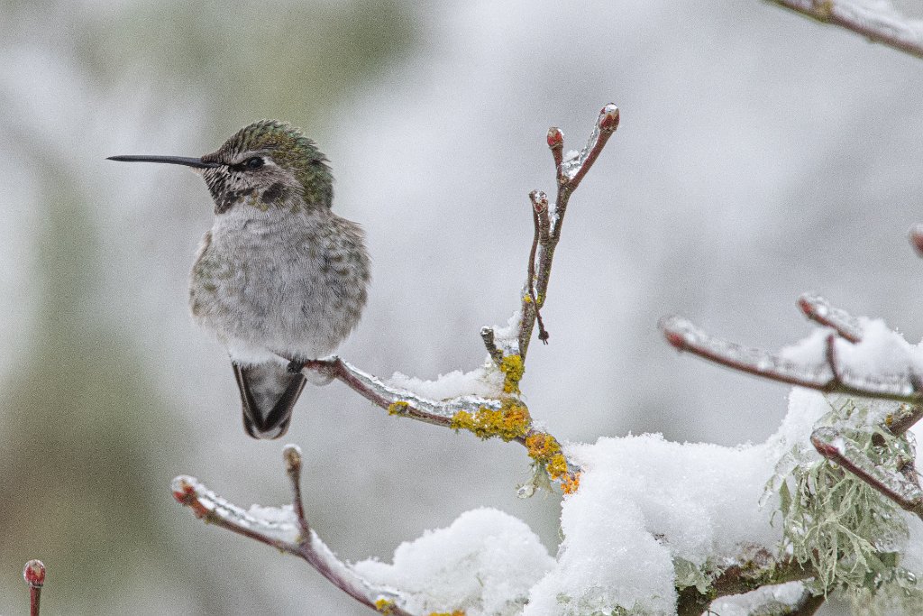 D85_9483.jpg - Anna's Hummingbird