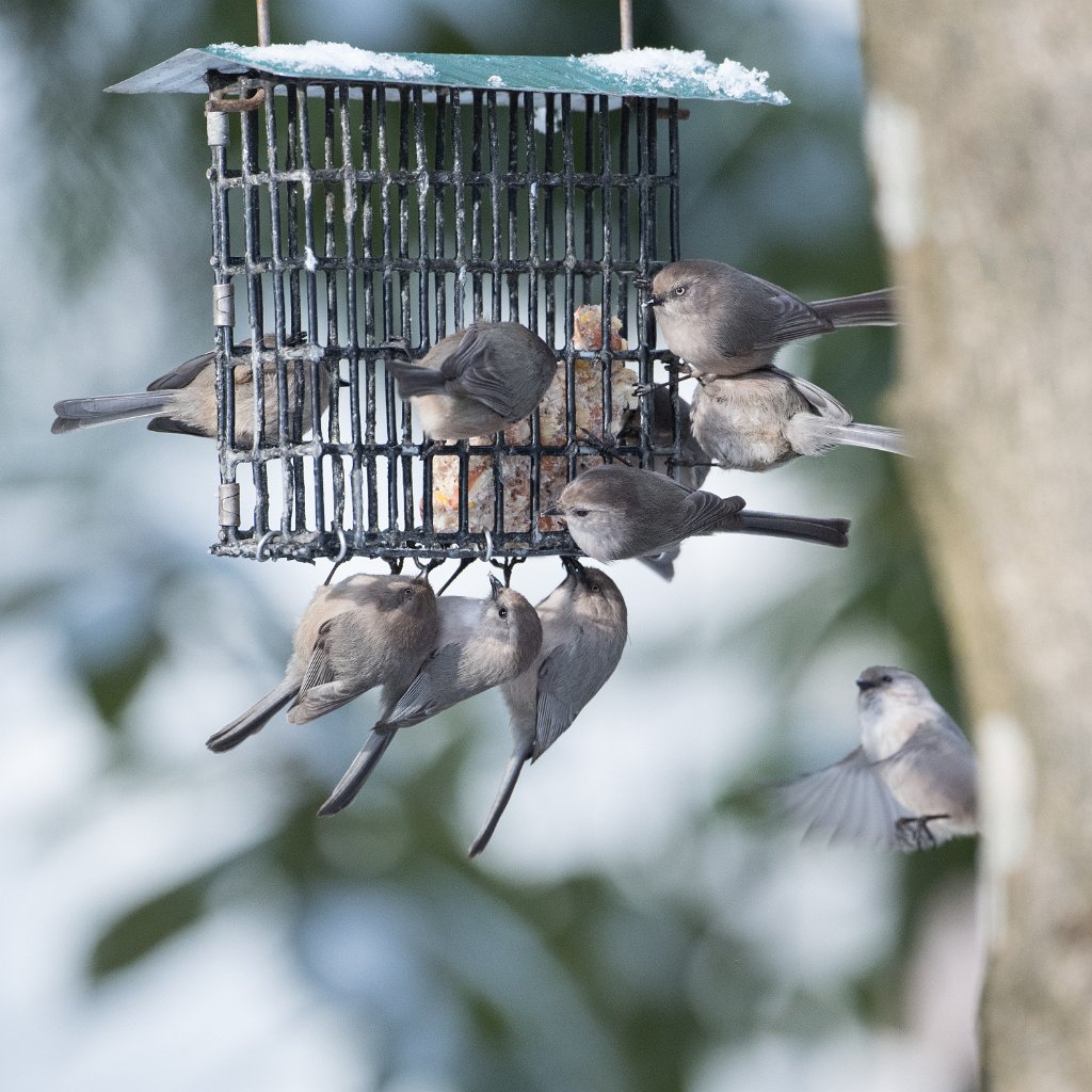 D05_0149.jpg - Bushtit