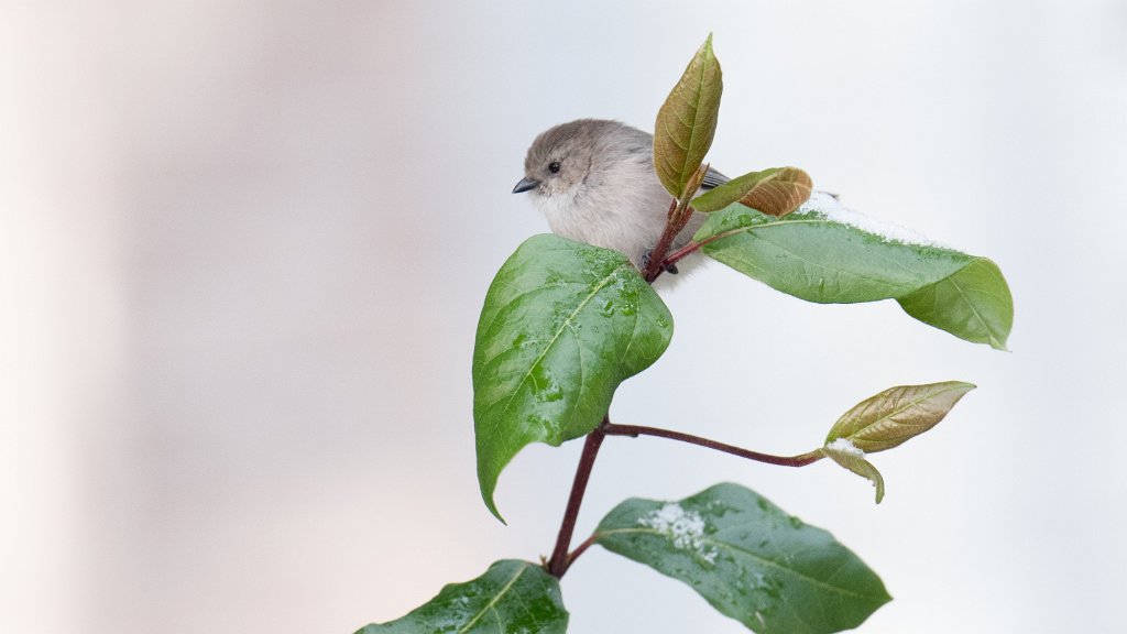 D05_0152.jpg - Bushtit