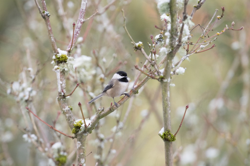 D05_0192.jpg - Black-capped Chickadee