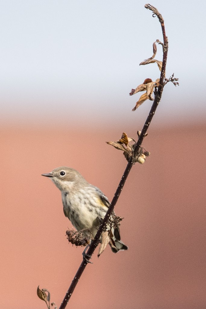 D05_1127.jpg - Yellow-rumped Warbler