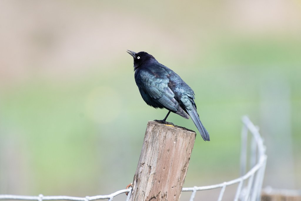 D05_1481.jpg - Brewer's Blackbird