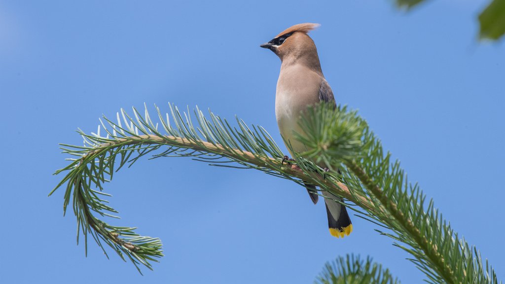 D05_1888.jpg - Cedar Waxwing