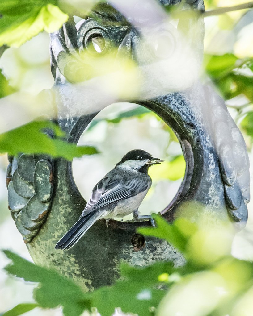 D05_2594-2.jpg - Black-capped Chickadee