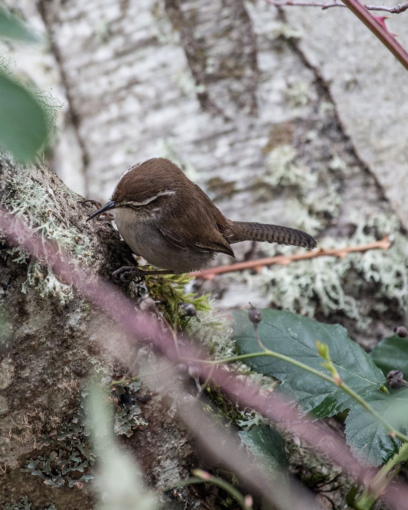 D05_2925.jpg - Bewick's Wren