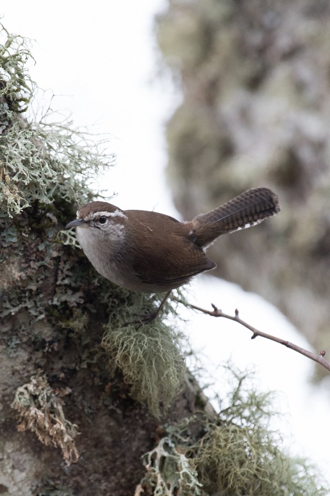 D05_2938.jpg - Bewick's Wren