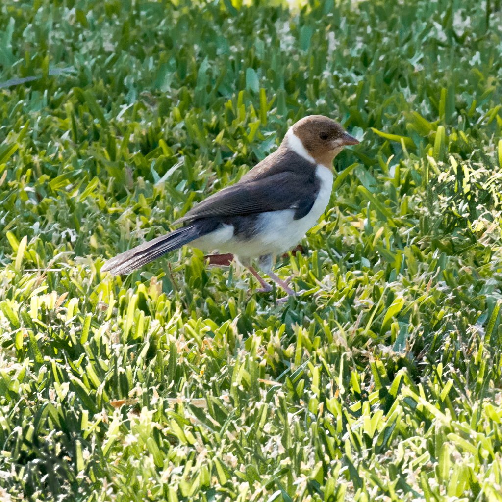 D05_3485.jpg - Yellow-billed Cardinal