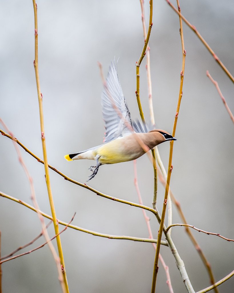 D05_3694.jpg - Cedar Waxwing