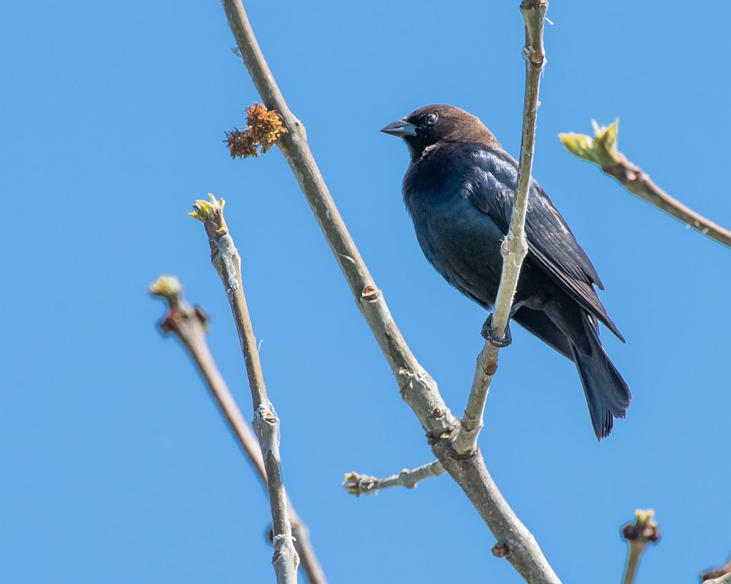 D05_4954.jpg - Brown-headed Cowbird